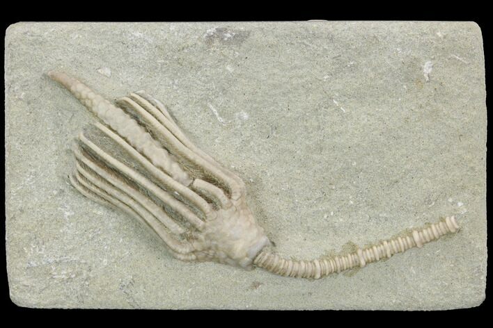 Crinoid (Macrocrinus) Fossil - Crawfordsville, Indiana #122954